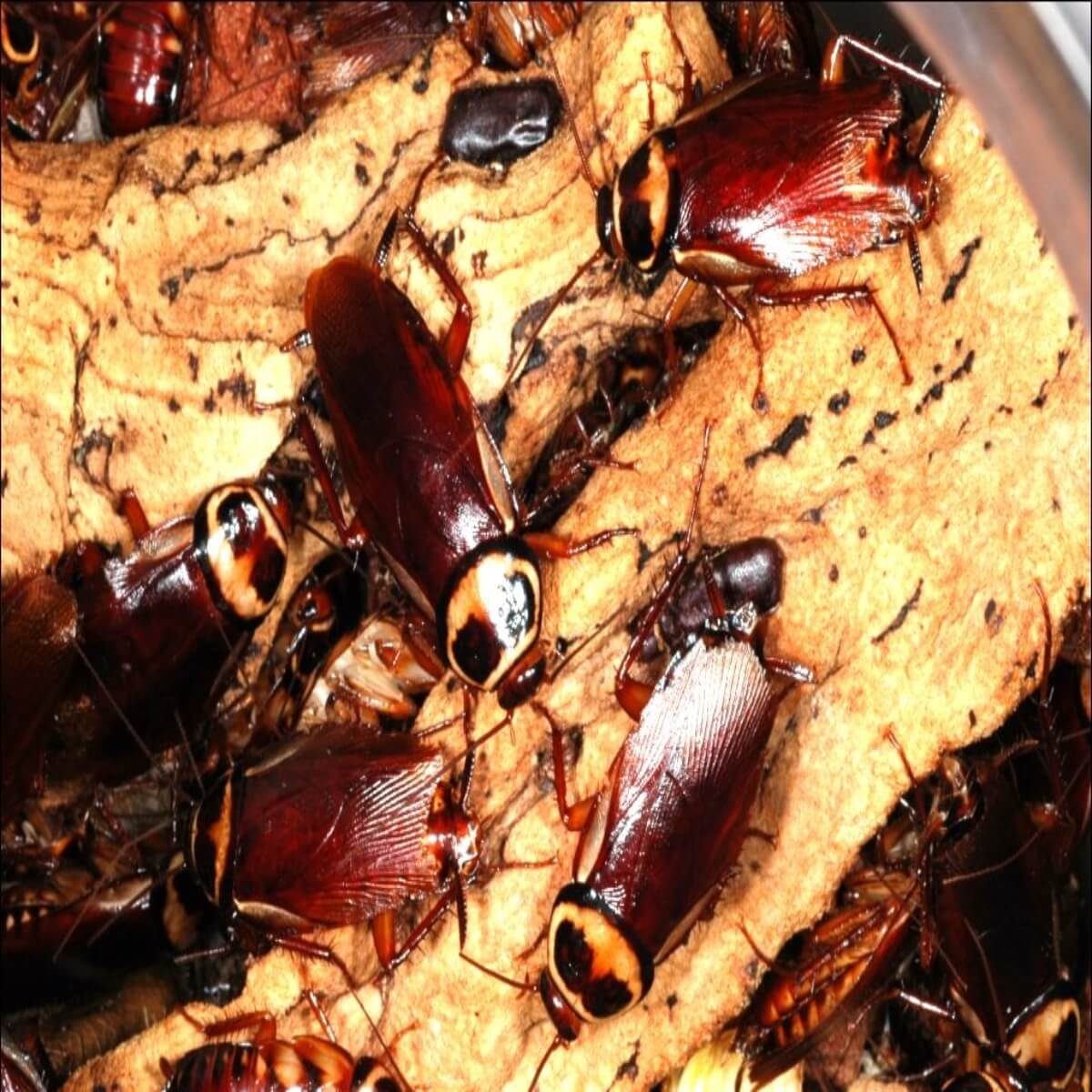 Cockroaches crawl over a textured, brown surface, interacting in a crowded environment, showcasing their reddish-brown color and distinct markings on their heads.