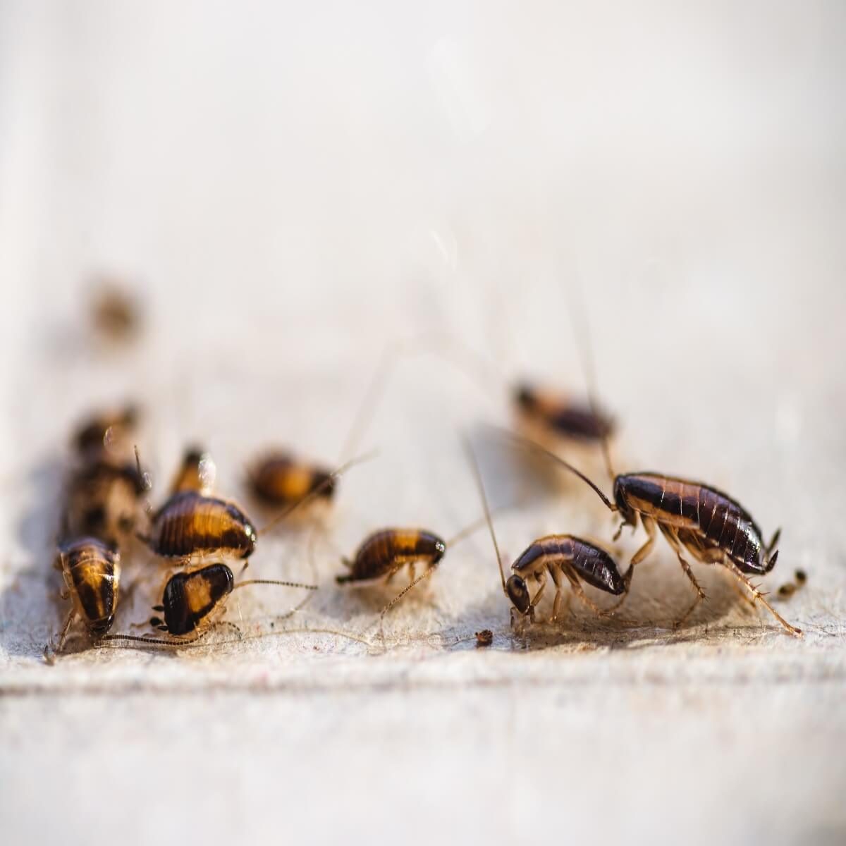 Cockroaches scurry across a flat surface, clustering together, creating a busy scene with various brown hues and fine details against a light background.