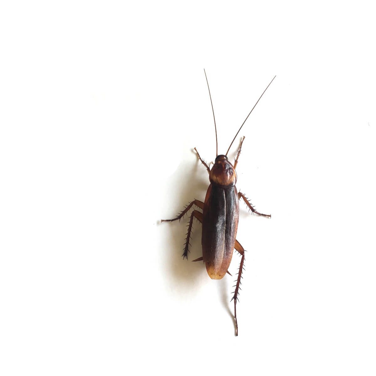 A cockroach rests on a plain white surface, its long antennae extended forward and legs splayed, creating a stark contrast against the background.