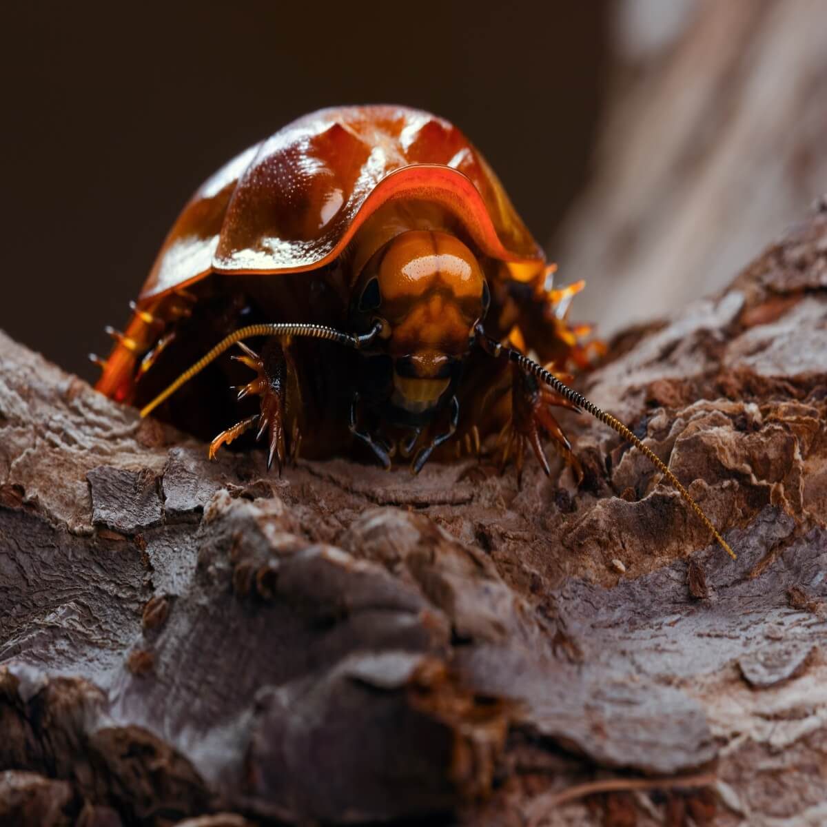A shiny, orange-brown insect crawls slowly on textured, rough bark, showcasing its antennae and body details against a dark background.