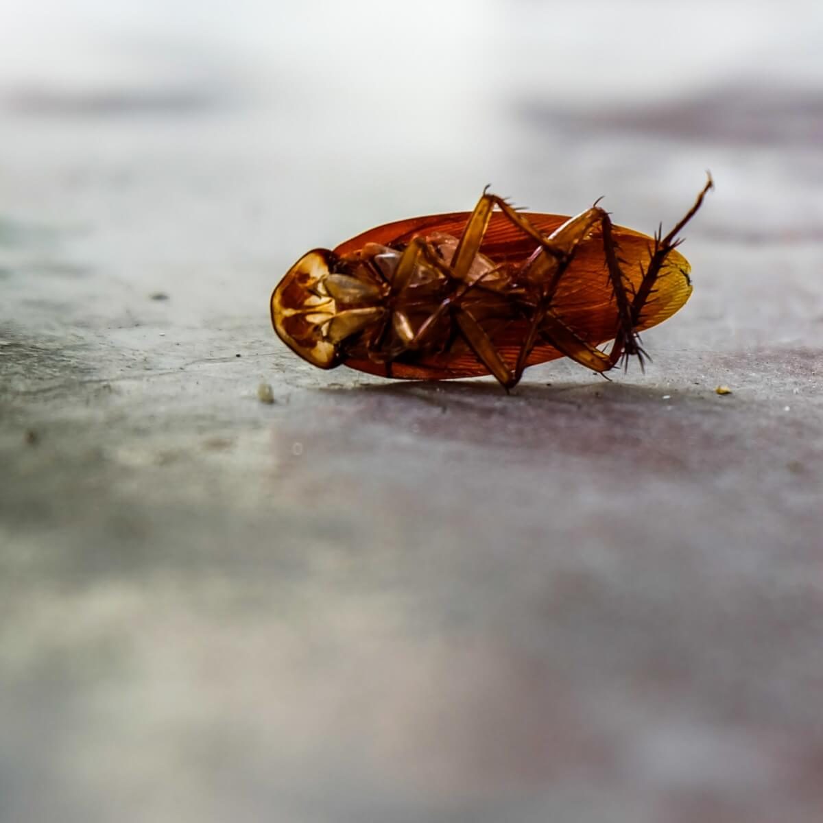 A brown cockroach lies on its back on a textured, gray surface, appearing lifeless, with its long antennae and legs extended outward.
