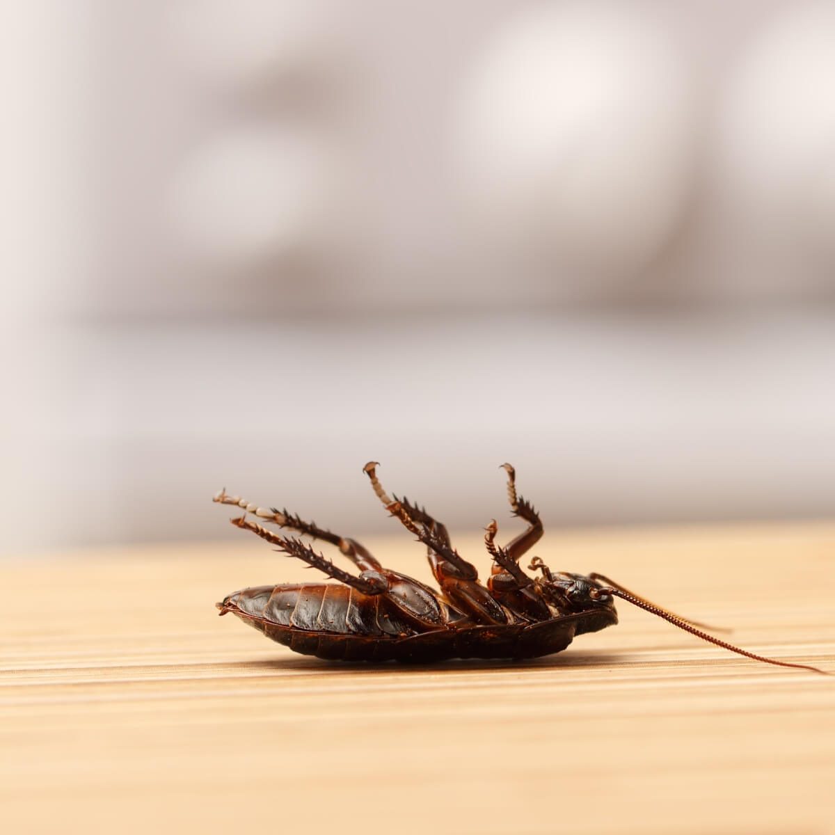 A cockroach lies upside down on a wooden surface, its legs raised in an awkward position, suggesting it is unable to right itself.