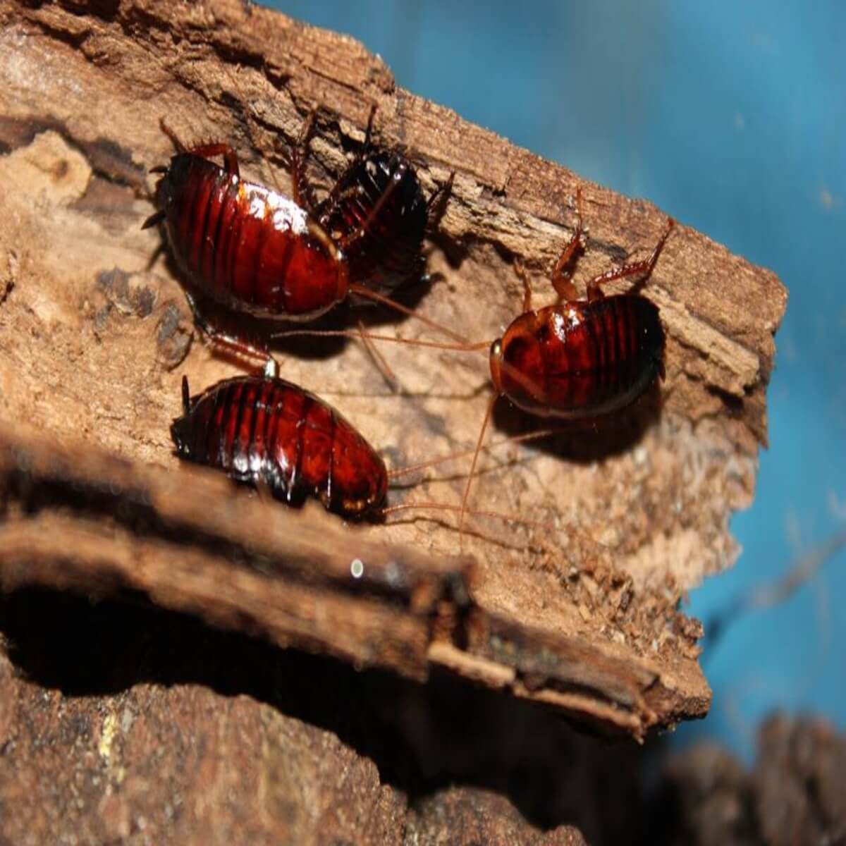 Four shiny brown cockroaches move on a piece of wood, surrounded by a textured, natural environment with a blue background.