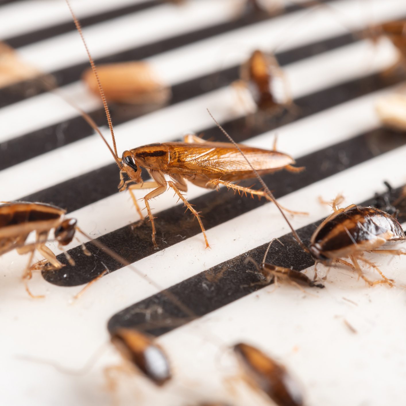 Cockroaches are crawling on a striped, flat surface, with some positioned near each other, indicating a possibly infested area.