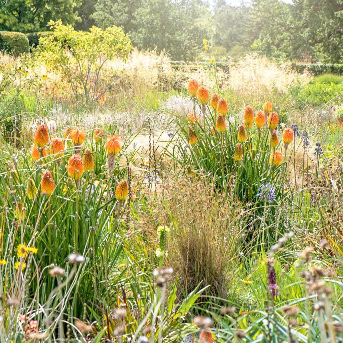 Prairie Garden