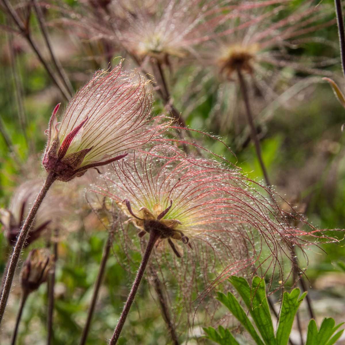Prairie Smoke