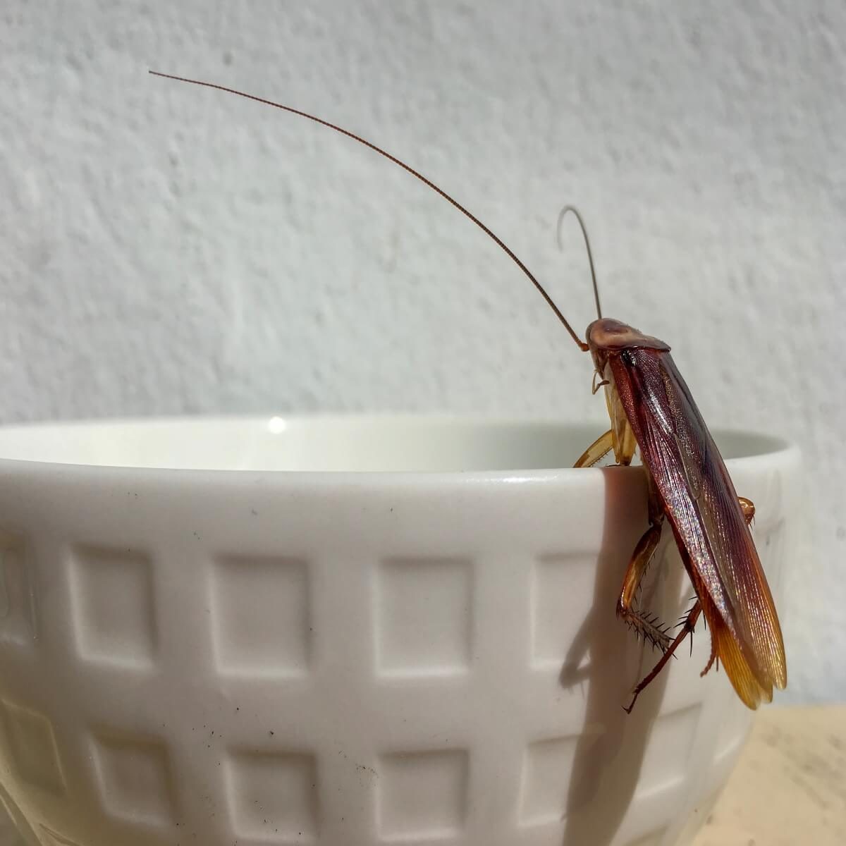 A cockroach perches on the rim of a white, textured bowl, with a light-colored wall in the background, suggesting an indoor environment.