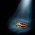 Cockroach Facts Every Homeowner Should Know