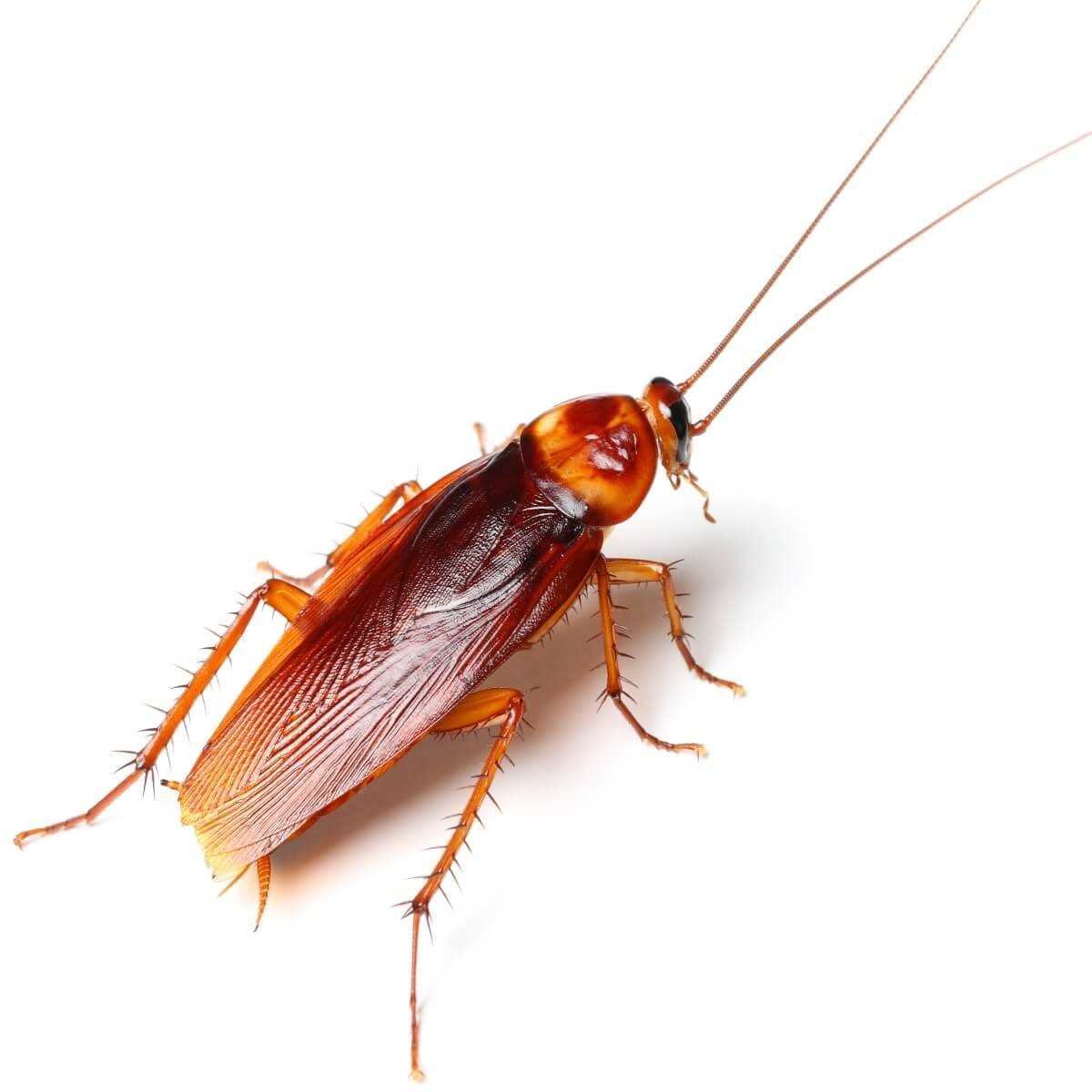 A detailed view of a reddish-brown cockroach standing still on a white surface, showcasing its antennae and spiky legs.