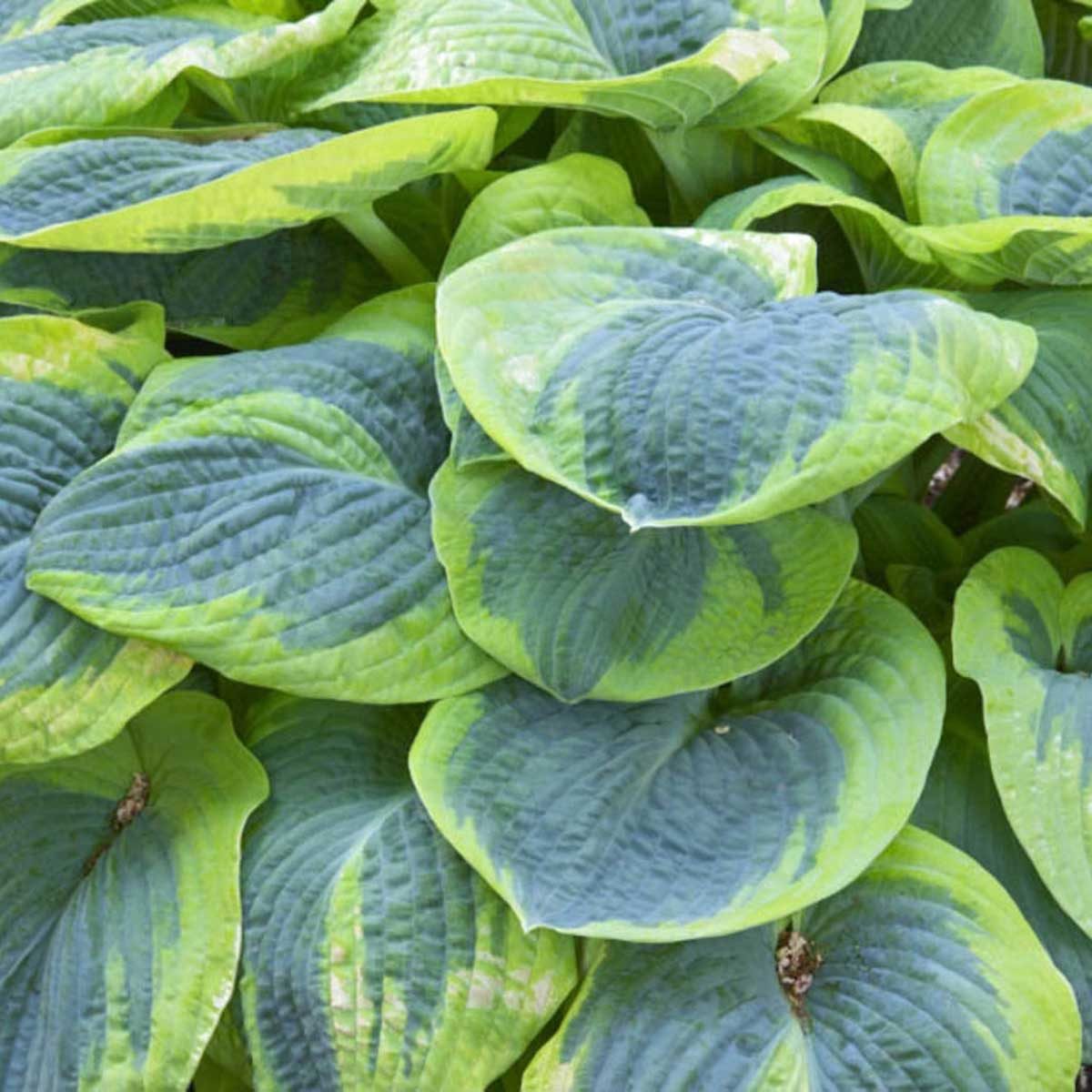 Large, variegated green leaves overlap one another, with smooth and textured surfaces, thriving in a lush, garden-like environment.