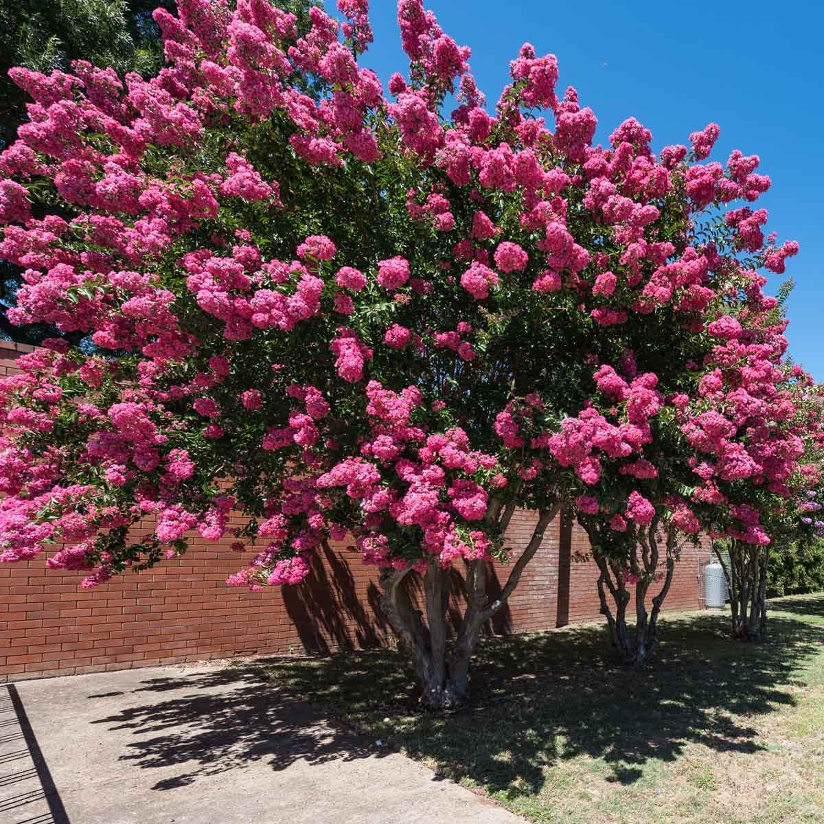 Crape Myrtle flowering tree