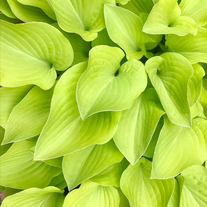 Green leaves cover the surface, displaying smooth textures and prominent veins, arranged densely in a vibrant, lush cluster under natural light.