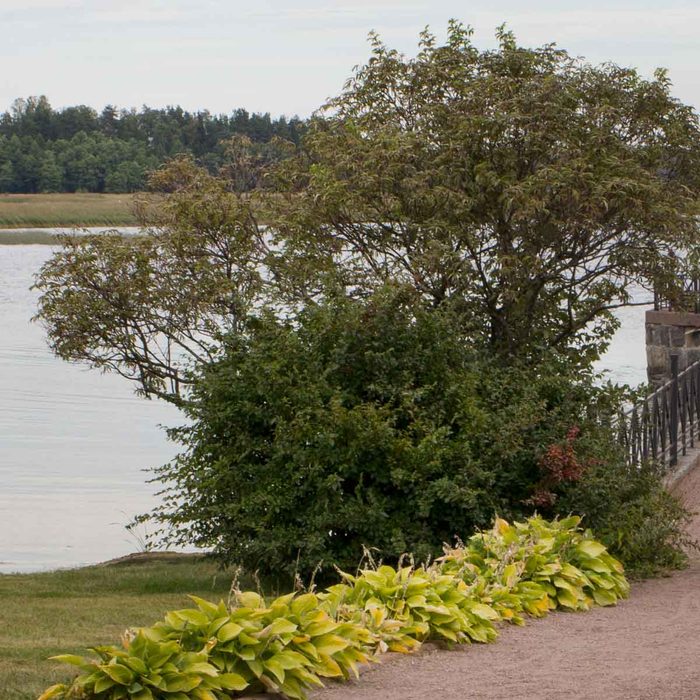 A dense cluster of green foliage borders a sandy pathway beside a calm river, with a distant tree line visible under a cloudy sky.