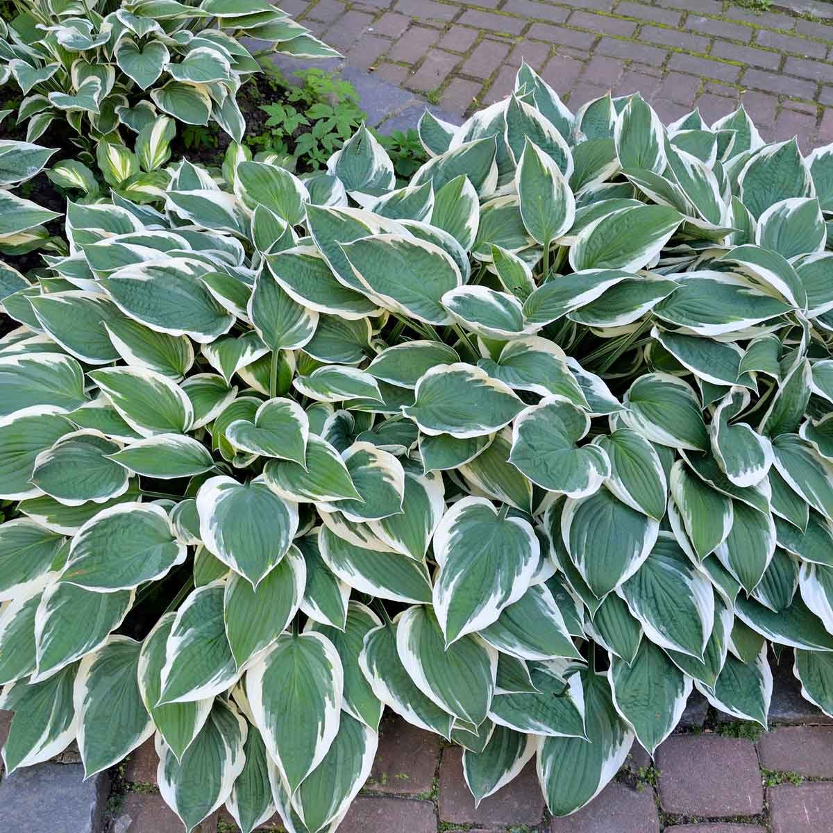 A dense cluster of green and white variegated hosta leaves fills the foreground, set against a textured stone pathway in a garden setting.