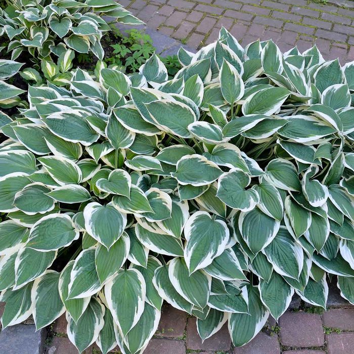 A dense cluster of green and white variegated hosta leaves fills the foreground, set against a textured stone pathway in a garden setting.