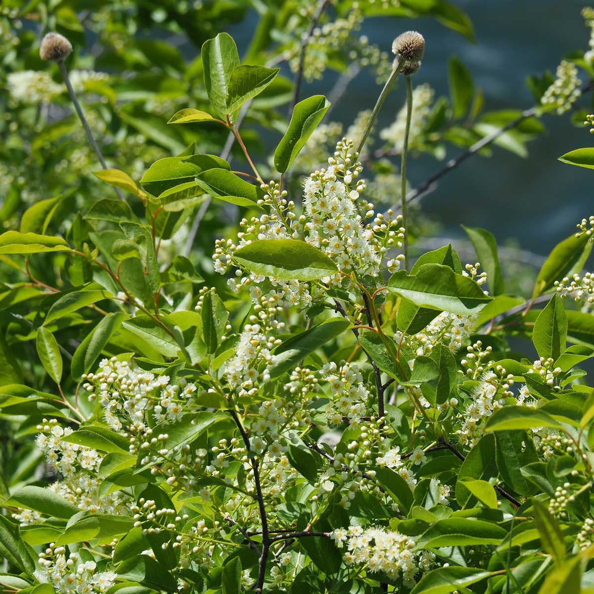 Chokecherry