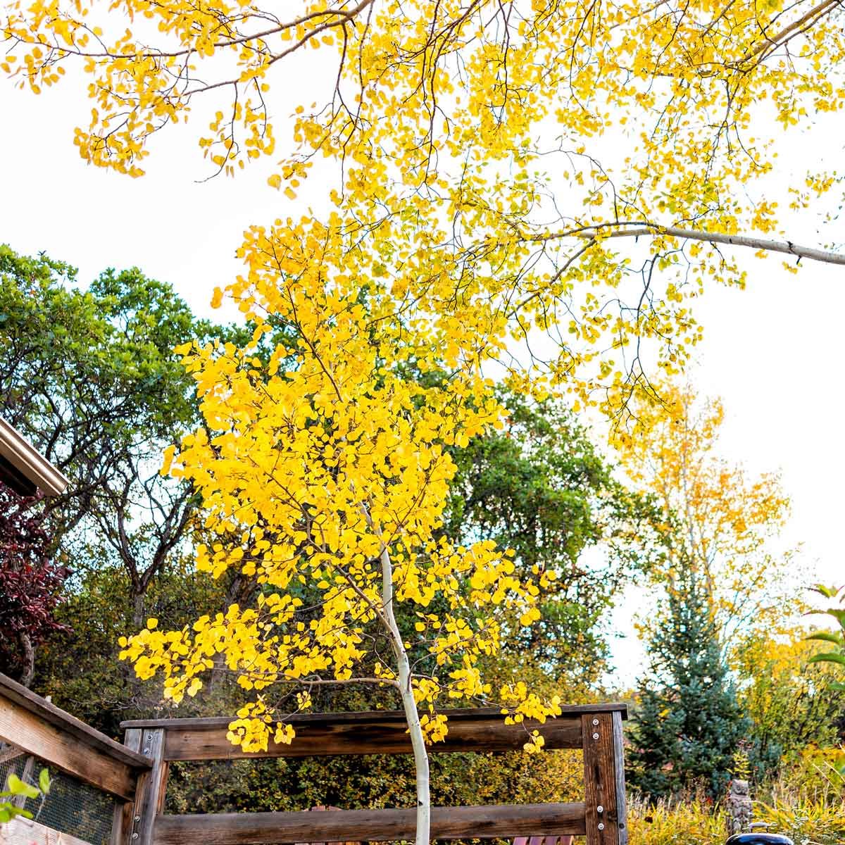 Aspen tree