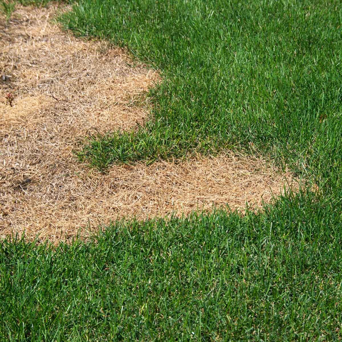 A Guide to Repairing Dry Grass