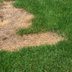 A Guide to Repairing Dry Grass
