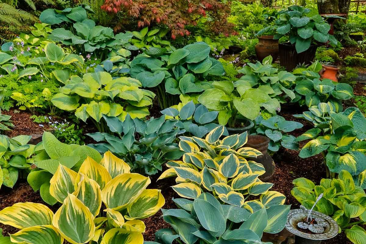 7 Easiest Hosta Varieties to Grow