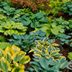 7 Easiest Hosta Varieties to Grow