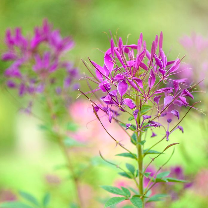 spider flower, Cleome hassleriana