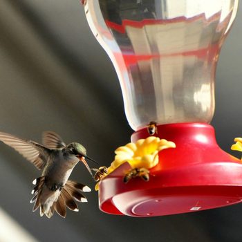 A hummingbird hovers near a brightly colored feeder, sipping nectar while bees gather around the feeding ports in a shaded, outdoor setting.