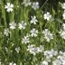 How to Identify and Control Common Chickweed
