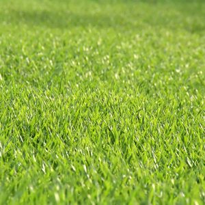 Vibrant green grass covers the ground, swaying gently in the breeze under natural sunlight, creating a lush, serene outdoor environment.