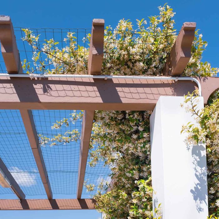 A wooden trellis supports flowering vines under a clear blue sky, with sunlight casting shadows on the structure and surrounding greenery.
