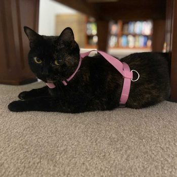 A black cat wearing a pink harness lies on a carpet, partially hidden under a table, with shelves of books in the background.