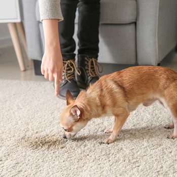 A small dog sniffs a stain on the carpet while a person's hand points towards it, indicating a reprimand in a cozy indoor setting.