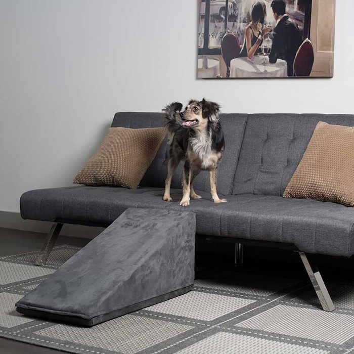 A small dog stands on a gray couch, facing forward. A ramp is positioned next to the couch. The background features a framed painting of a couple dining.
