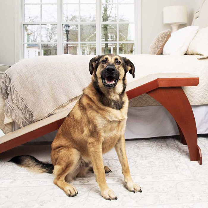 A dog sits happily next to a sloped wooden ramp leading to a bed, with large windows illuminating a cozy room.