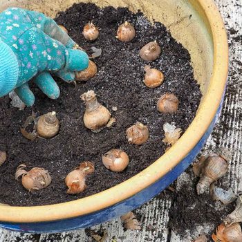A gloved hand places bulbs into soil within a yellow pot, surrounded by loose dirt on a wooden surface.