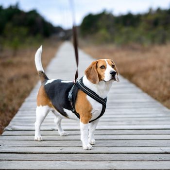 A beagle stands on a wooden walkway, wearing a harness, looking attentively to the side amidst a grassy, outdoor environment.