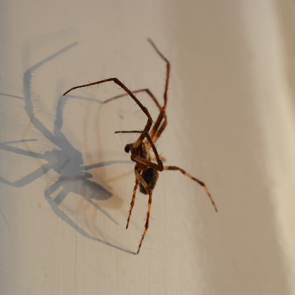 A spider with long, spindly legs crawls on a white surface, casting a sharp shadow behind it. The environment is well-lit and simple.