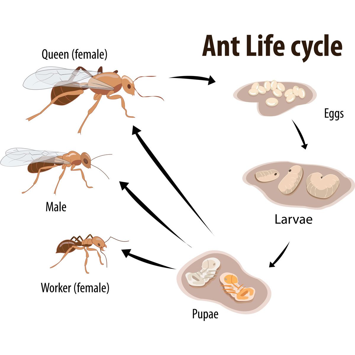 What to Know About an Ant’s Life Cycle