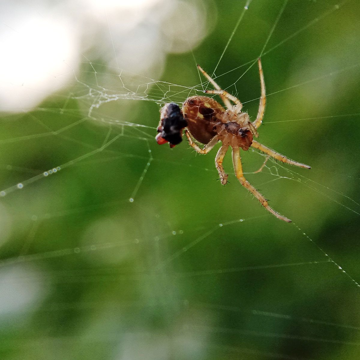 A spider hangs in a web, securing a caught insect, with a blurred green background suggesting a natural outdoor environment.