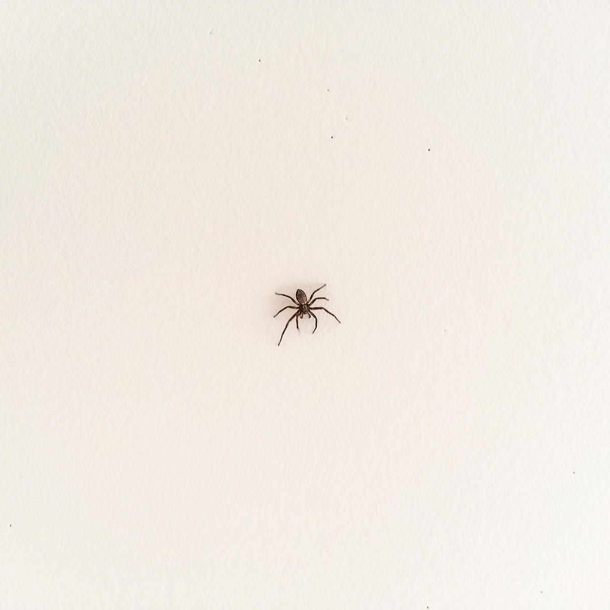 A small spider crawls slowly across a smooth, white surface, highlighting its delicate form against the minimalistic background.