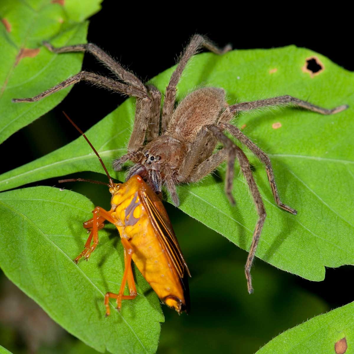 A brown spider captures and feeds on a bright orange insect while perched on green leafy vegetation in a dark background.