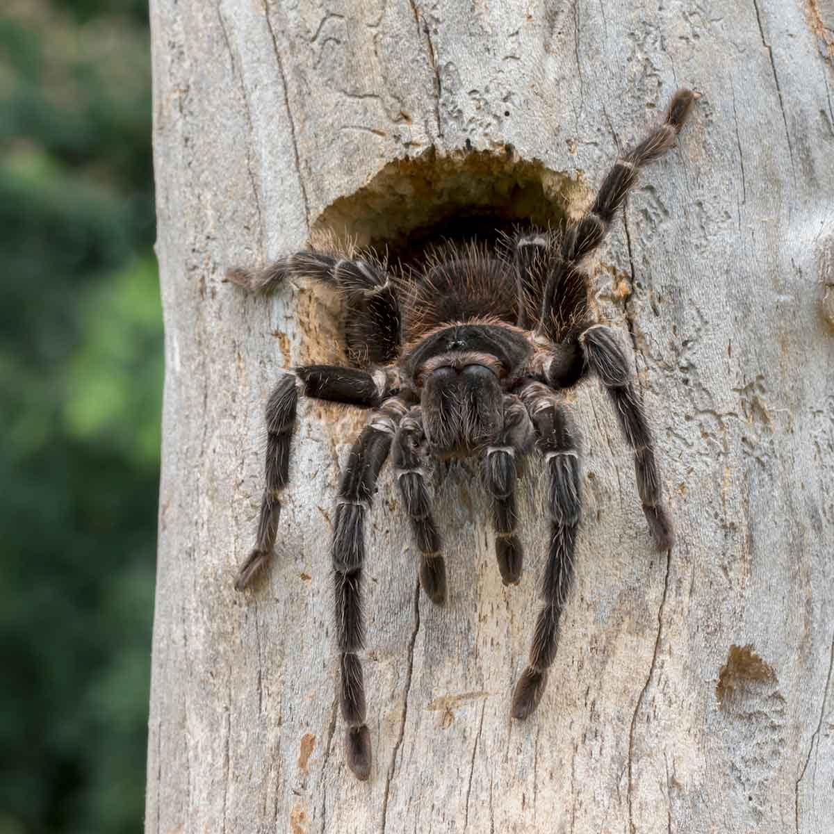 A tarantula emerges from a hollowed tree trunk, showcasing its hairy legs and body, against a blurred green background.