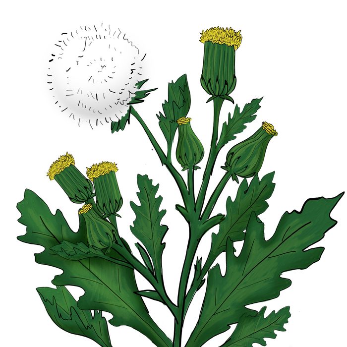 Common groundsel