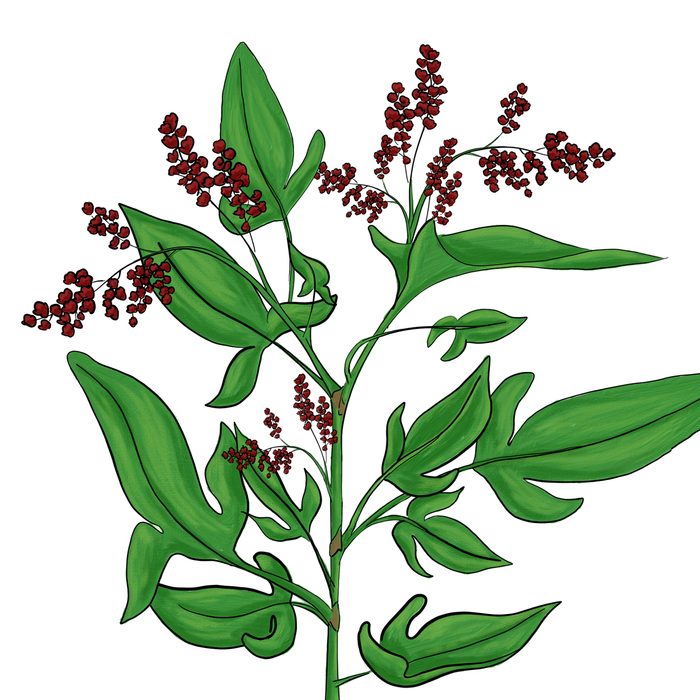 Sheep sorrel