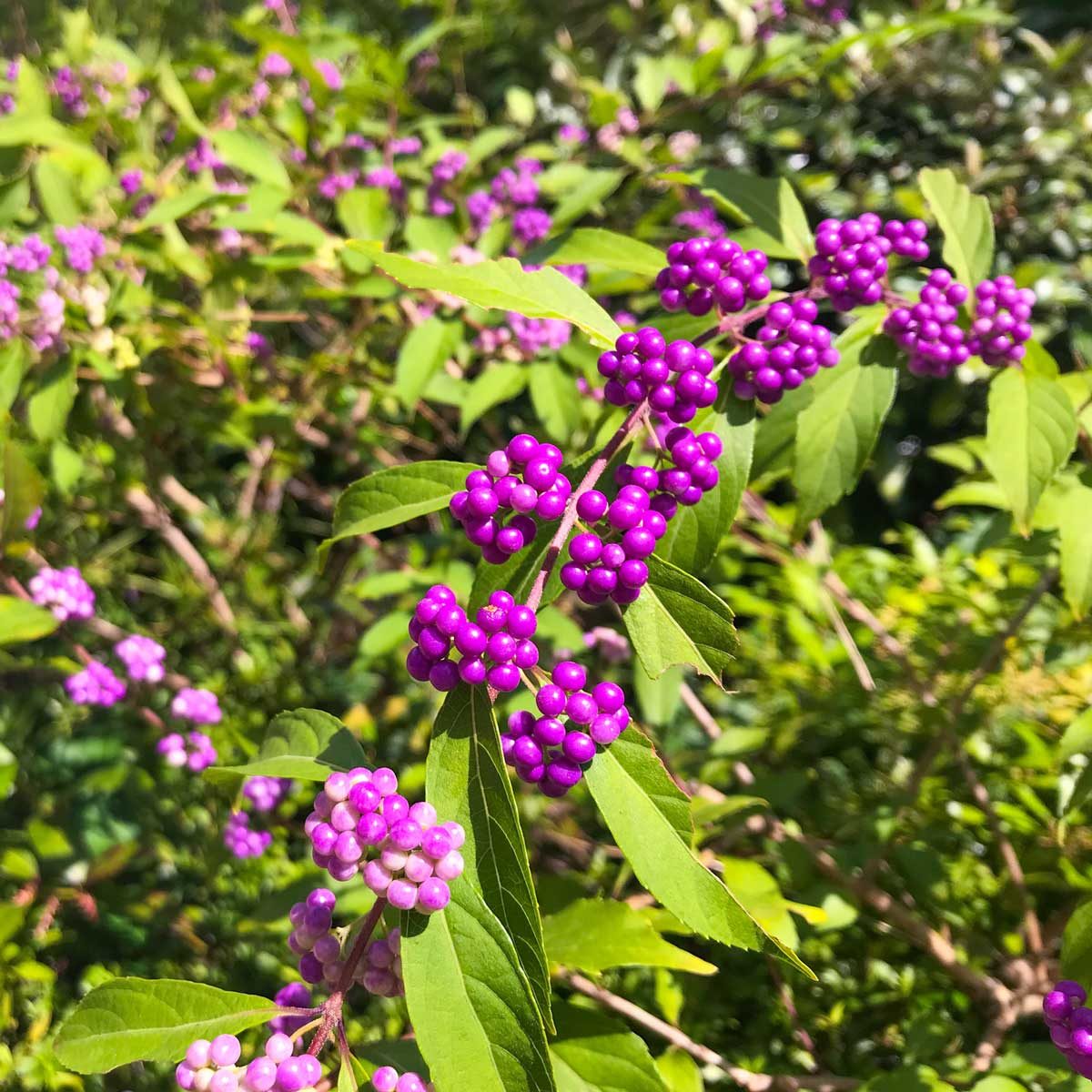 Beautyberry Callicarpa
