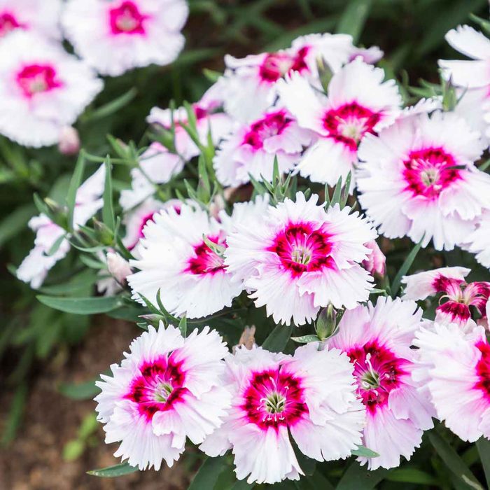 Blooming flowers cover the ground, displaying pink and white petals with dark centers, thriving in a garden setting surrounded by greenery.
