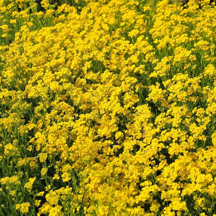 A vibrant field of yellow flowers blooms densely, swaying gently in the breeze under a clear sky, creating a cheerful and warm atmosphere.