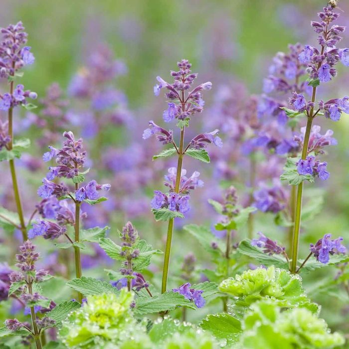 Purple flowers with green leaves sway gently in a lush field, glistening with dew, amidst a soft, blurred background of more blooms.