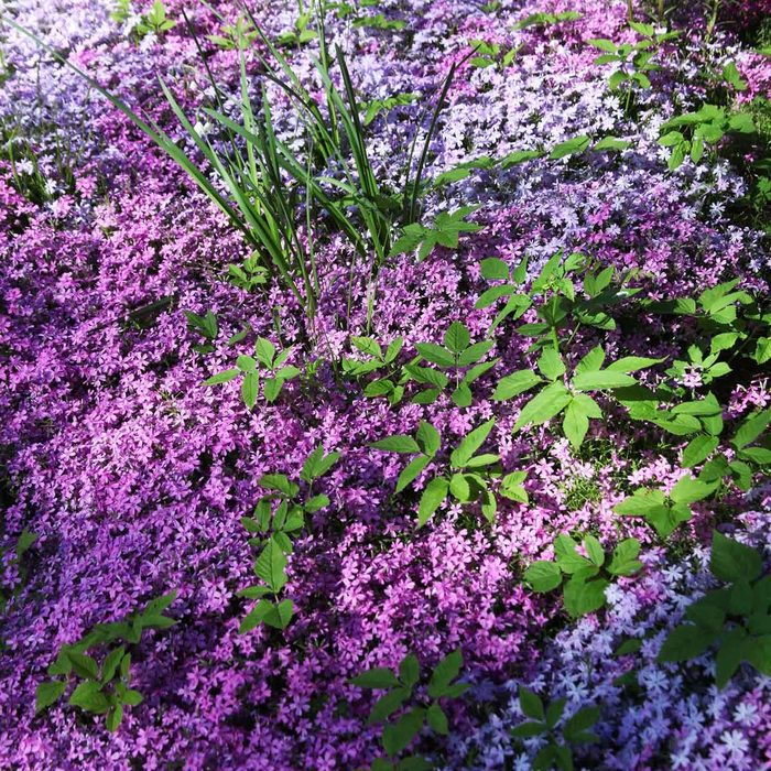 A cluster of purple and lavender flowers covers the ground, interspersed with green leaves and tall grass, bathed in sunlight.