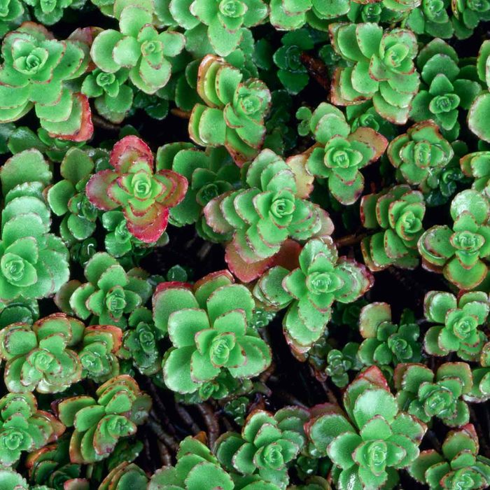 Clusters of vibrant green succulents, with some displaying red edges, create a lush, textured surface in a natural, earth-toned setting.